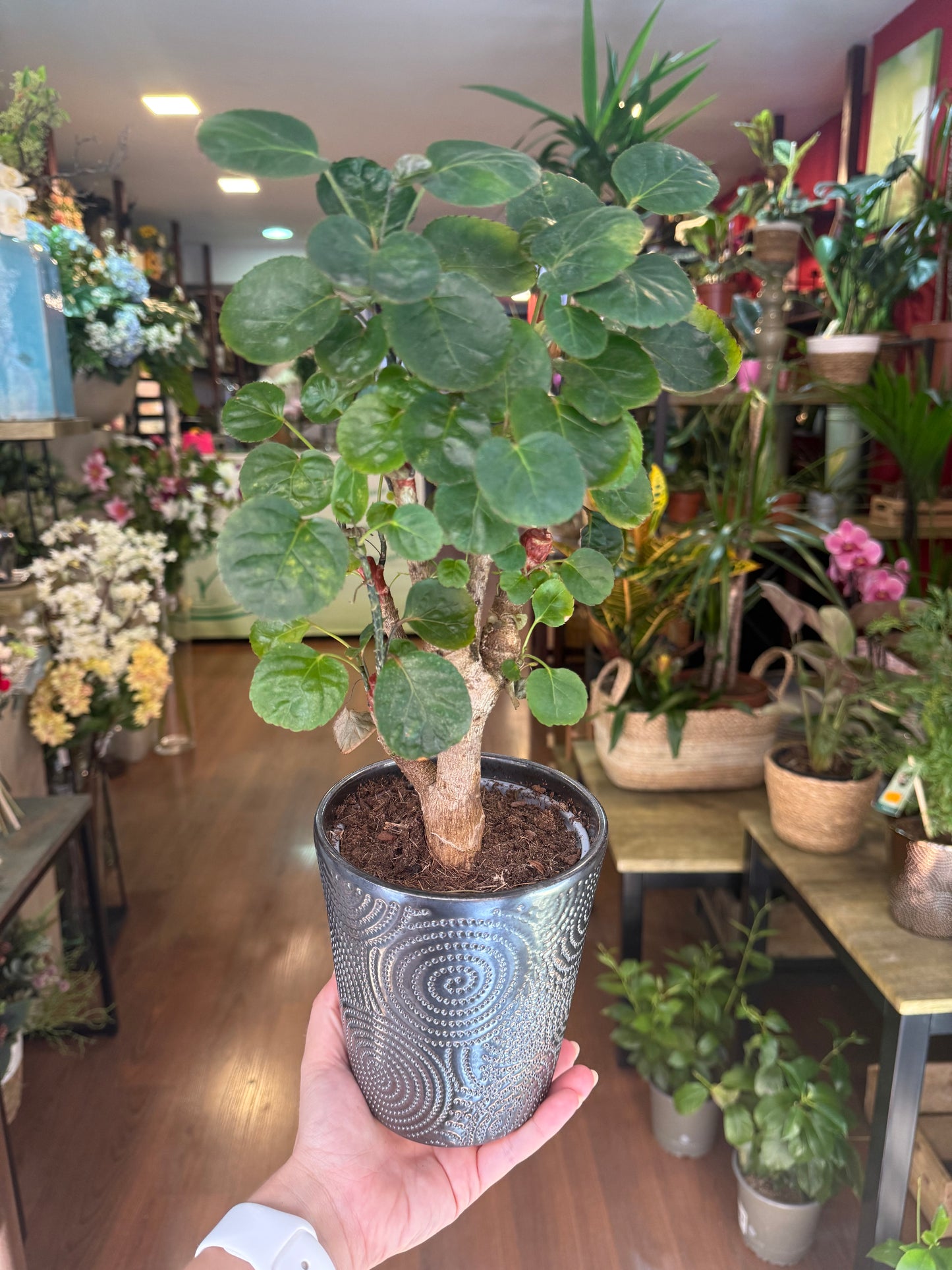 Polyscias Scutellaria