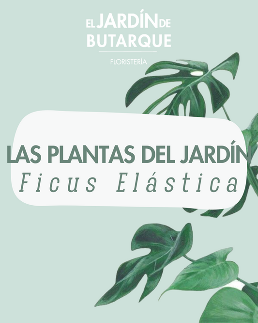 Cómo Cuidar un Ficus: Guía Completa para Tener una Planta Sana y Frondosa