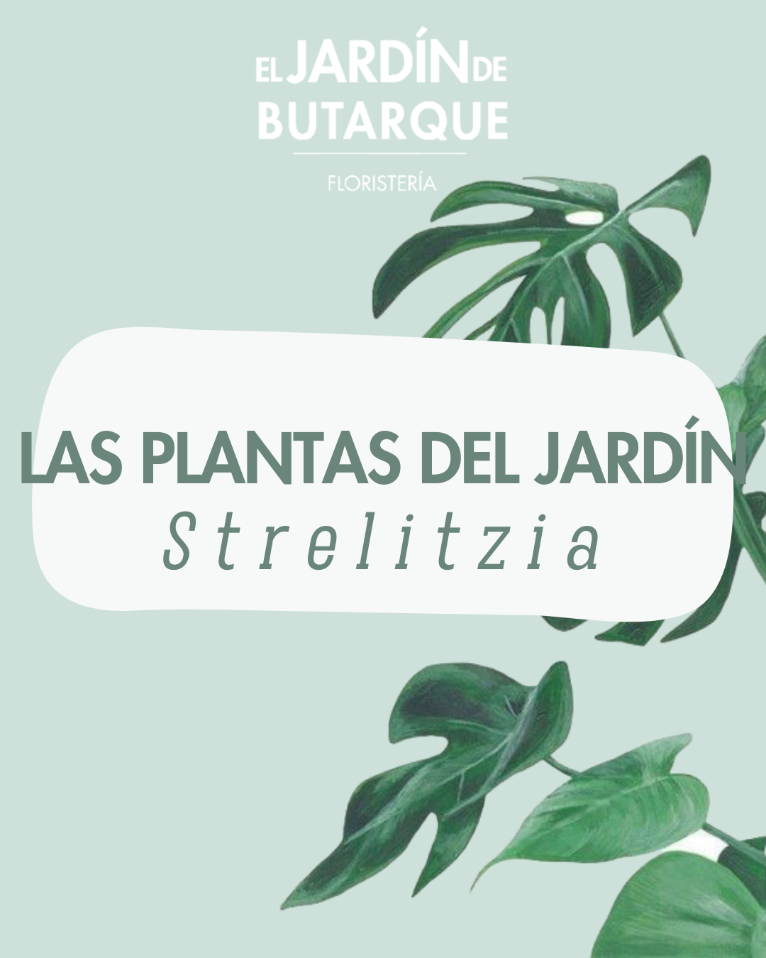 Cómo cuidar tu Strelitzia (Ave del Paraíso): guía completa para lucirla hermosa