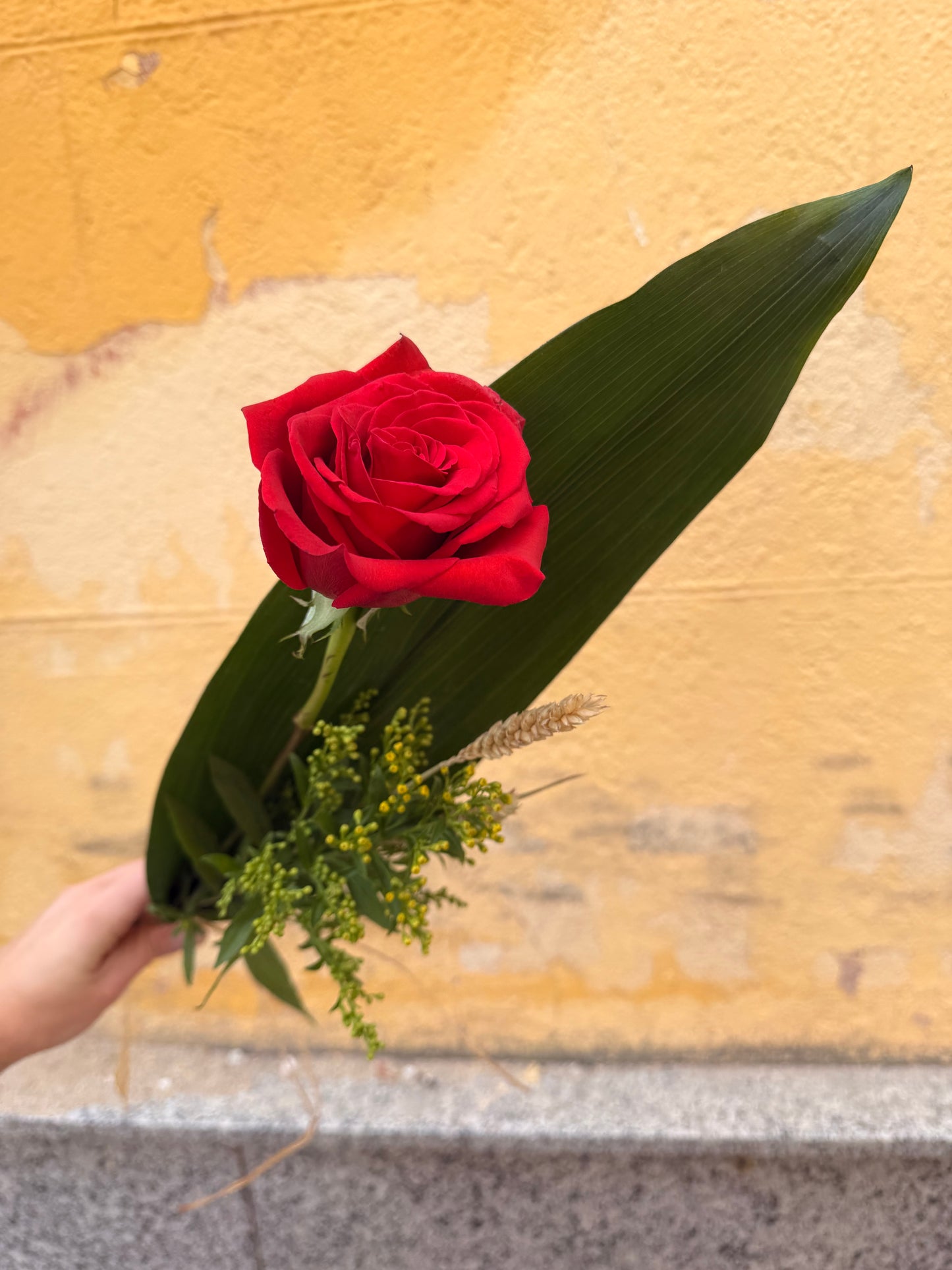 Rosa Roja con trigo Día del Libro