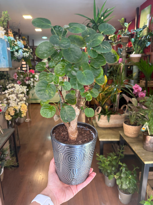 Polyscias Scutellaria