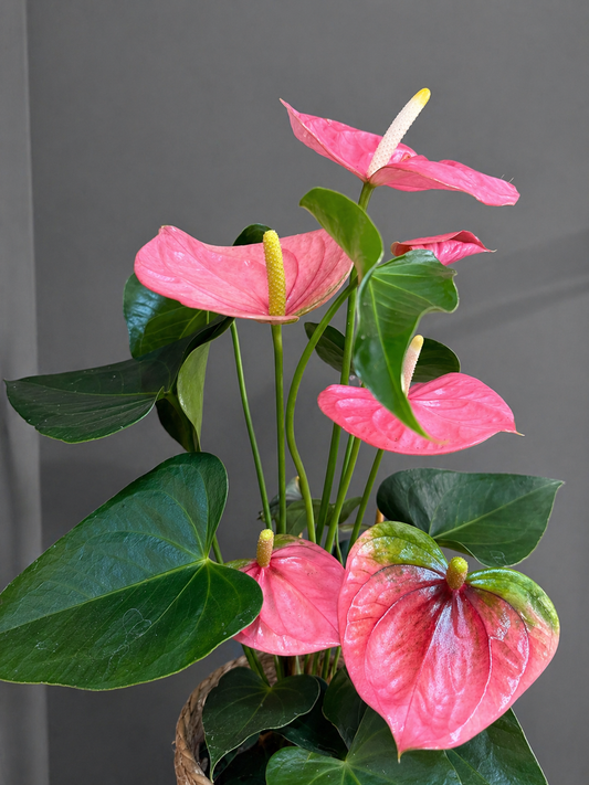 Anthurium