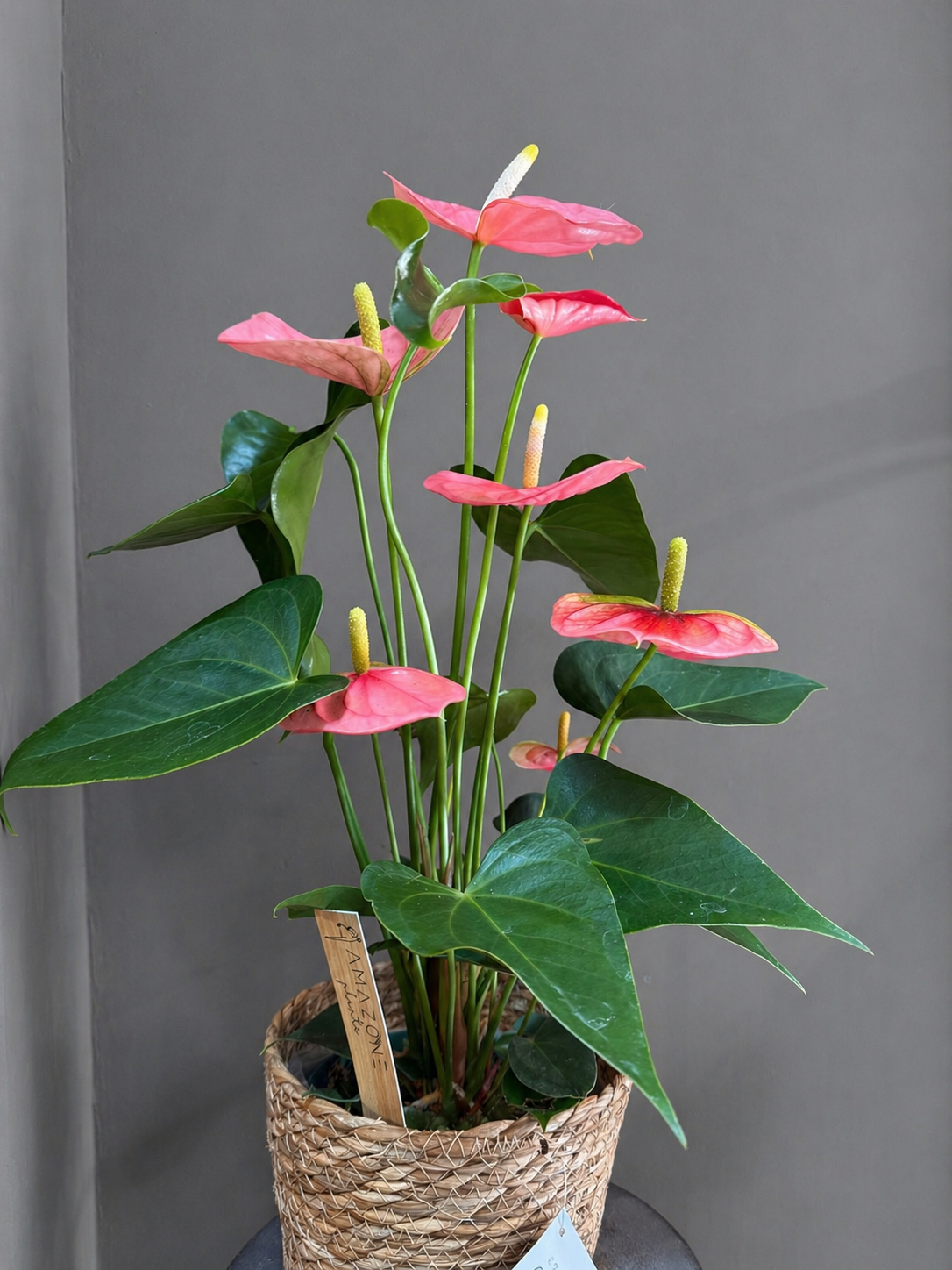 Anthurium