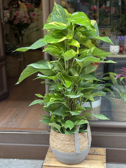 Pothos grande